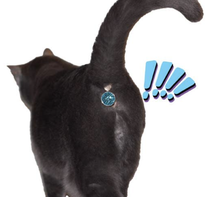 People Are Decorating Their Cats Buttholes With Shiny Jewelry Rare