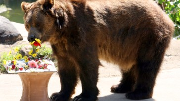 BRONX ZOO GRIZZLY BEAR