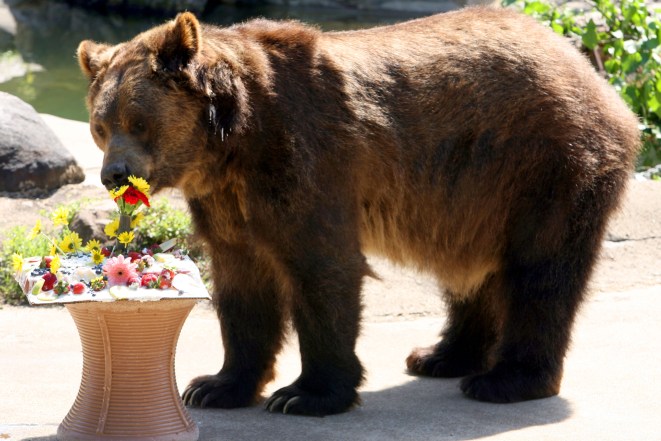 BRONX ZOO GRIZZLY BEAR