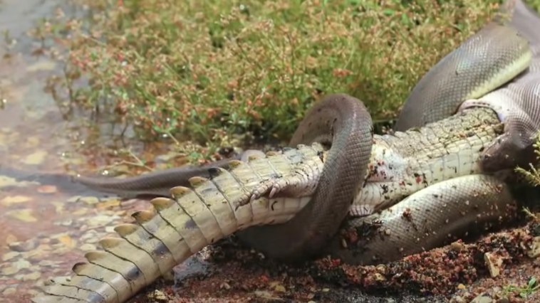 Snake vs Croc