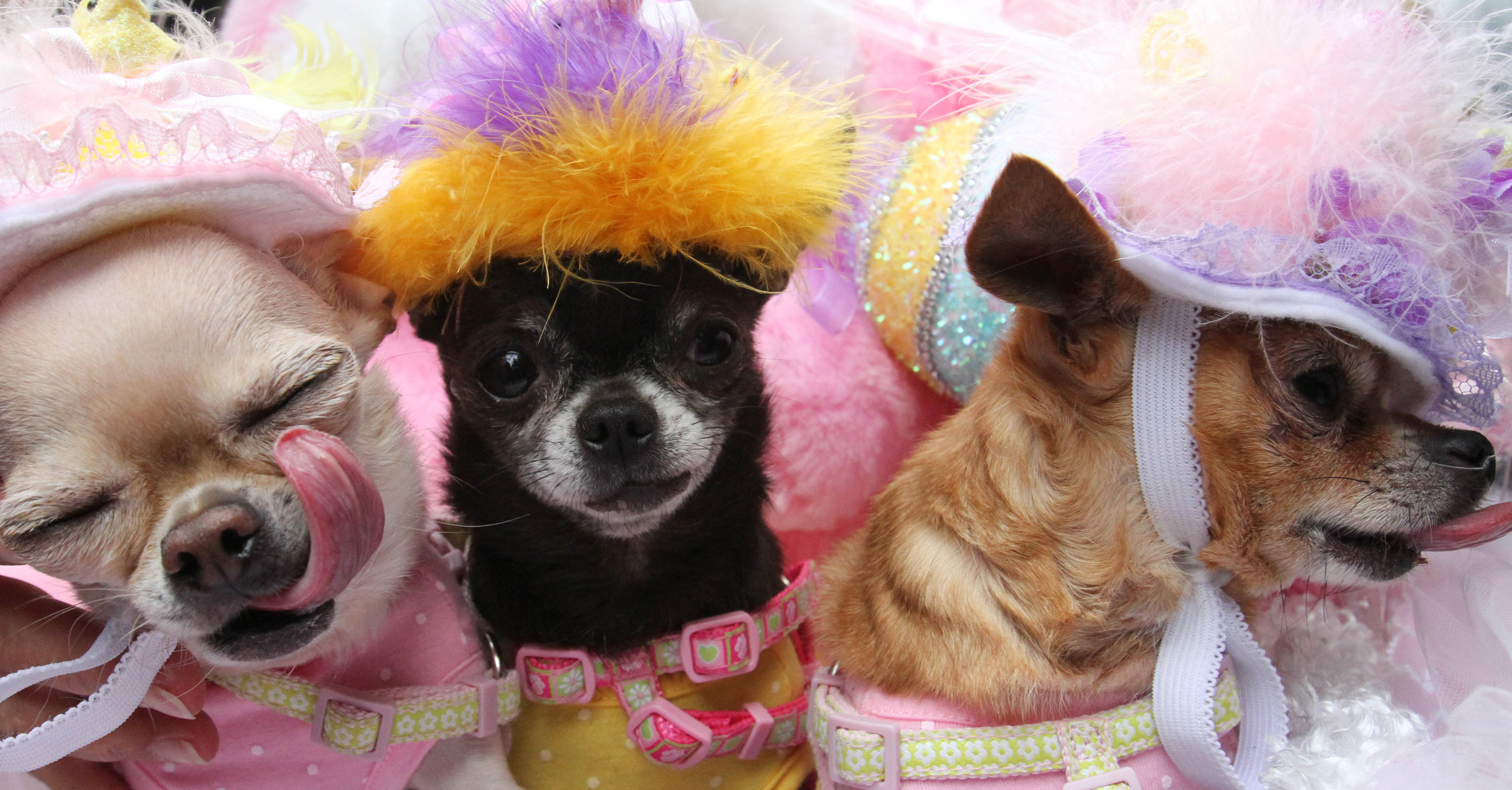 Chihuahua's Yum Yum, left, Gumdrop, center, and Lollipop take part in the Easter Parade along New York's Fifth Avenue on Sunday, April 5, 2015. The 2015 Easter Parade bore little resemblance to the first one, which started in the 1880s as a strolling display of what prosperous New Yorkers wore to Fifth Avenue churches. In recent decades, the street gathering has morphed into a sort of costume circus — including pet dogs. (AP Photo/Tina Fineberg)