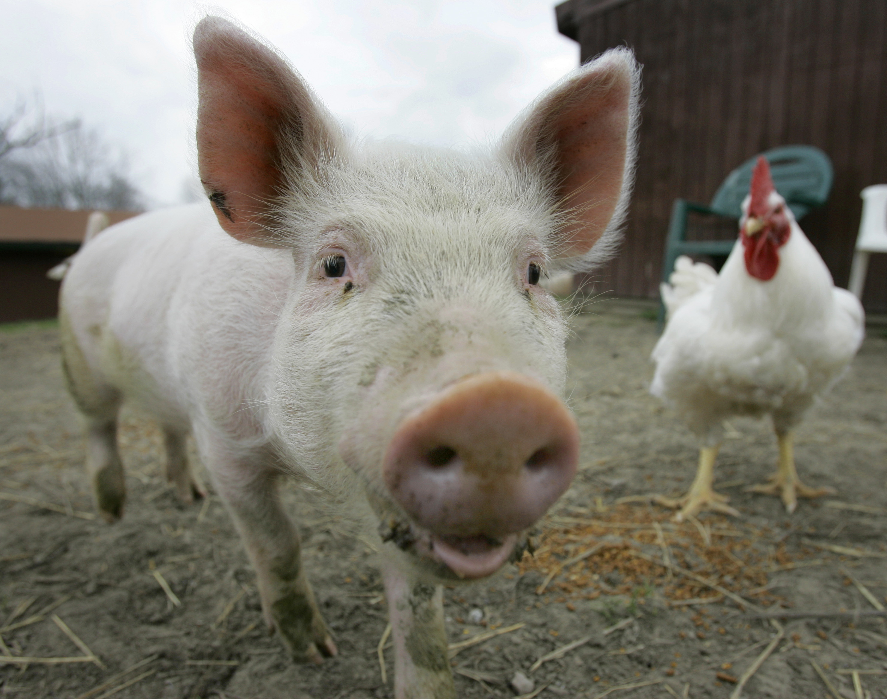 Rethinking Farm Animals
