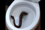 Rattlesnake in Toilet