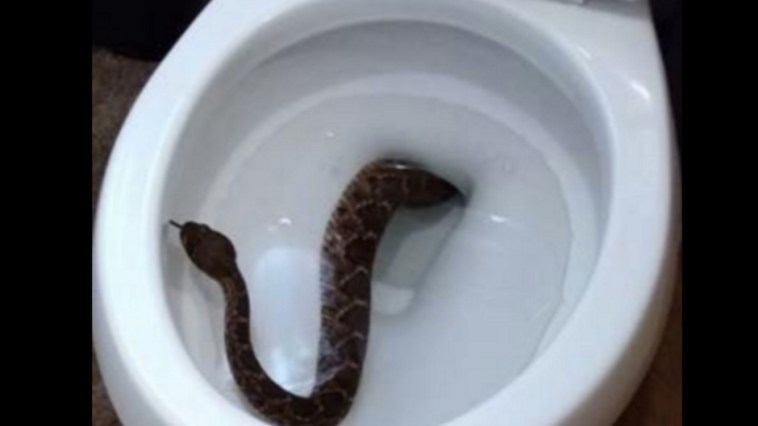 Rattlesnake in Toilet