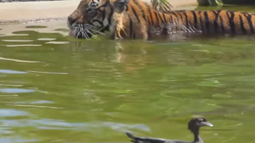 Tiger vs Duck video