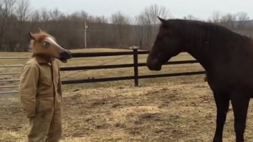 Horse Mask Meets Horse