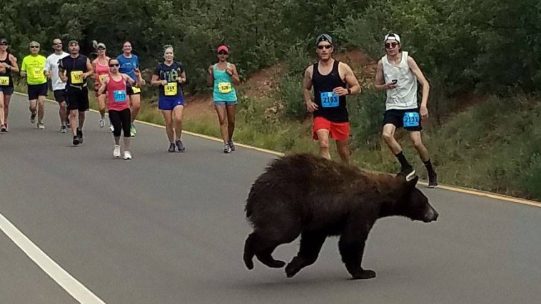 Bear Runners