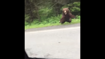 Grizzly Bear Attack Alaska