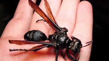 "Tarantula Hawk": Meet The Bug Whose Sting Is So Bad That All You Can Do Is Lie Down and Scream — Yes, Really