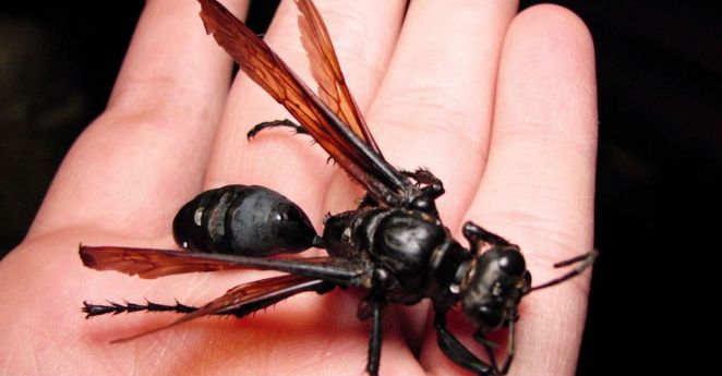 "Tarantula Hawk": Meet The Bug Whose Sting Is So Bad That All You Can Do Is Lie Down and Scream — Yes, Really