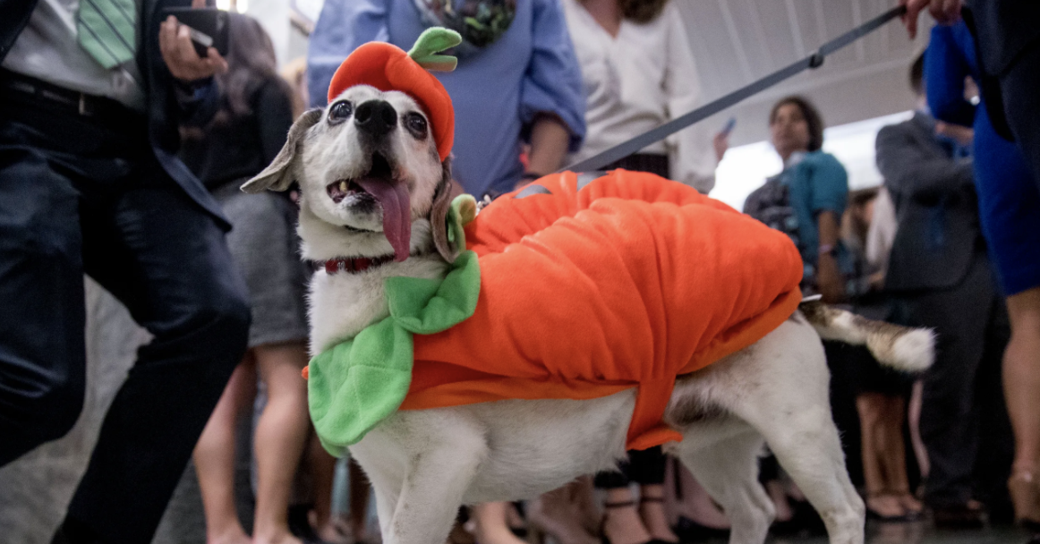 Dog Costumes Halloween