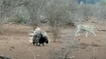 Leopard vs. Porcupine