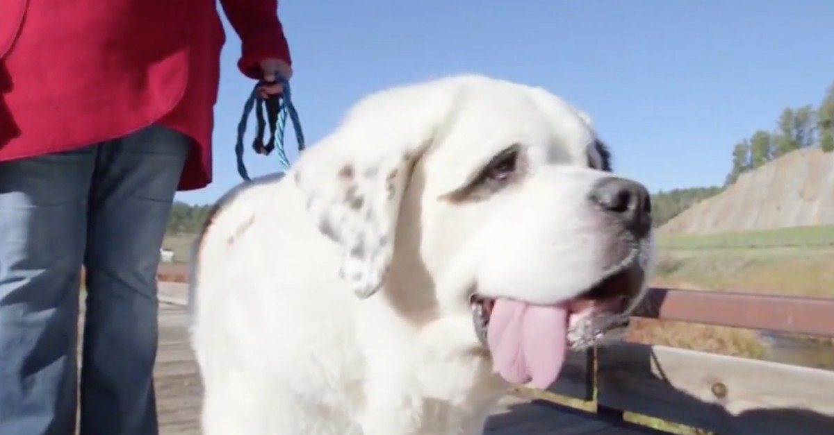 Roll over, Beethoven: This St. Bernard has the world's longest dog tongue -  Rare