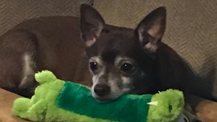 Chihuahua playing with green stuffed animal