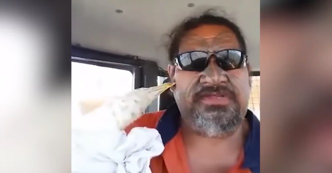 Robert Tahau seagull New Zealand