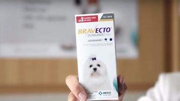 Bravecto Flea Medicine Dog Deaths