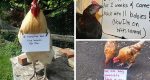 Chicken Shaming Pics