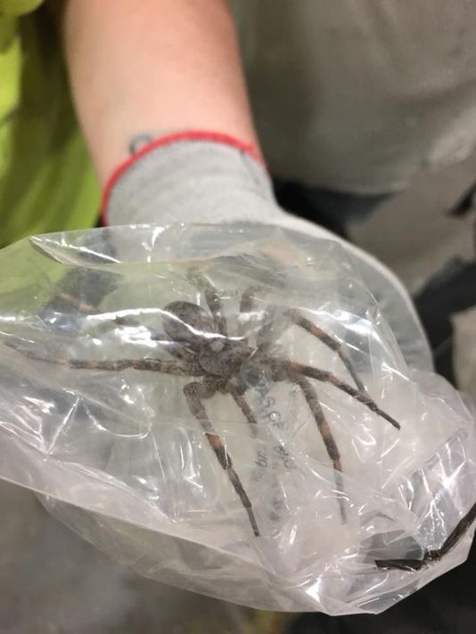 What You Need to Know About Brown Recluse Spider Bites Because They're on the Rise