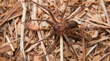 Brown Recluse Spider Location