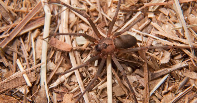 Brown Recluse Spider Location