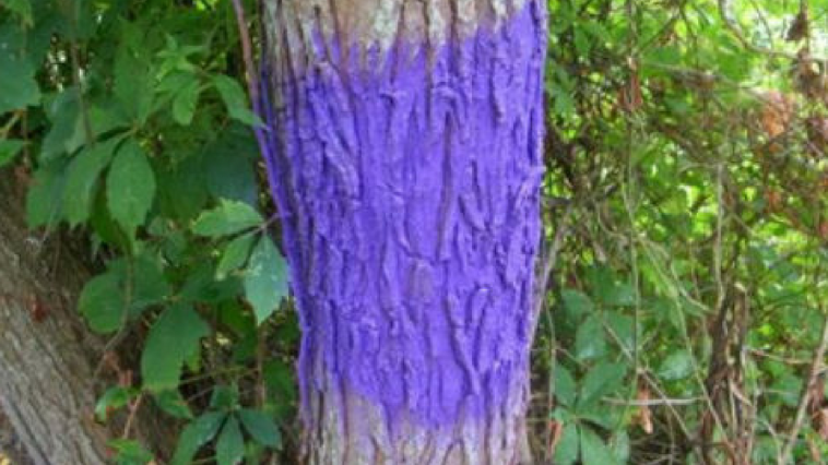 Purple Fenceposts Indiana Law (1)