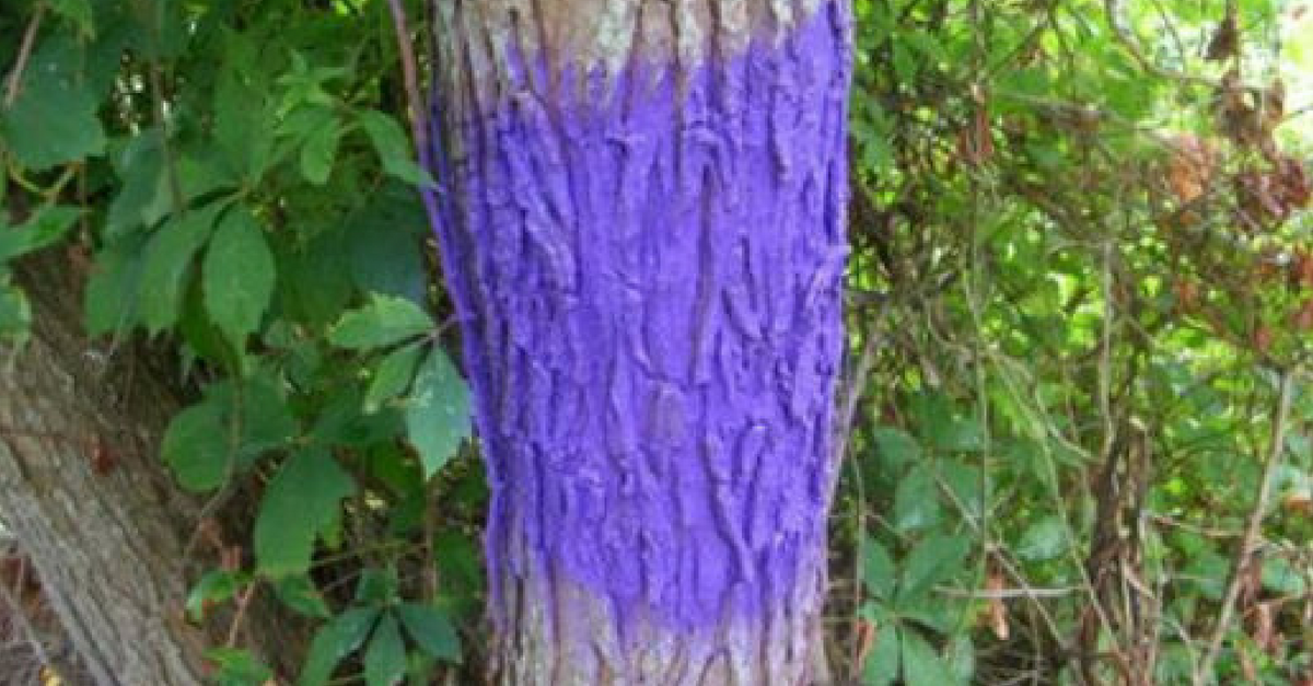 purple-paint-archives-rare