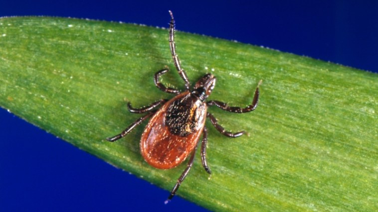 Lone Star Ticks Can Make You Allergic to Red Meat and Are Spreading