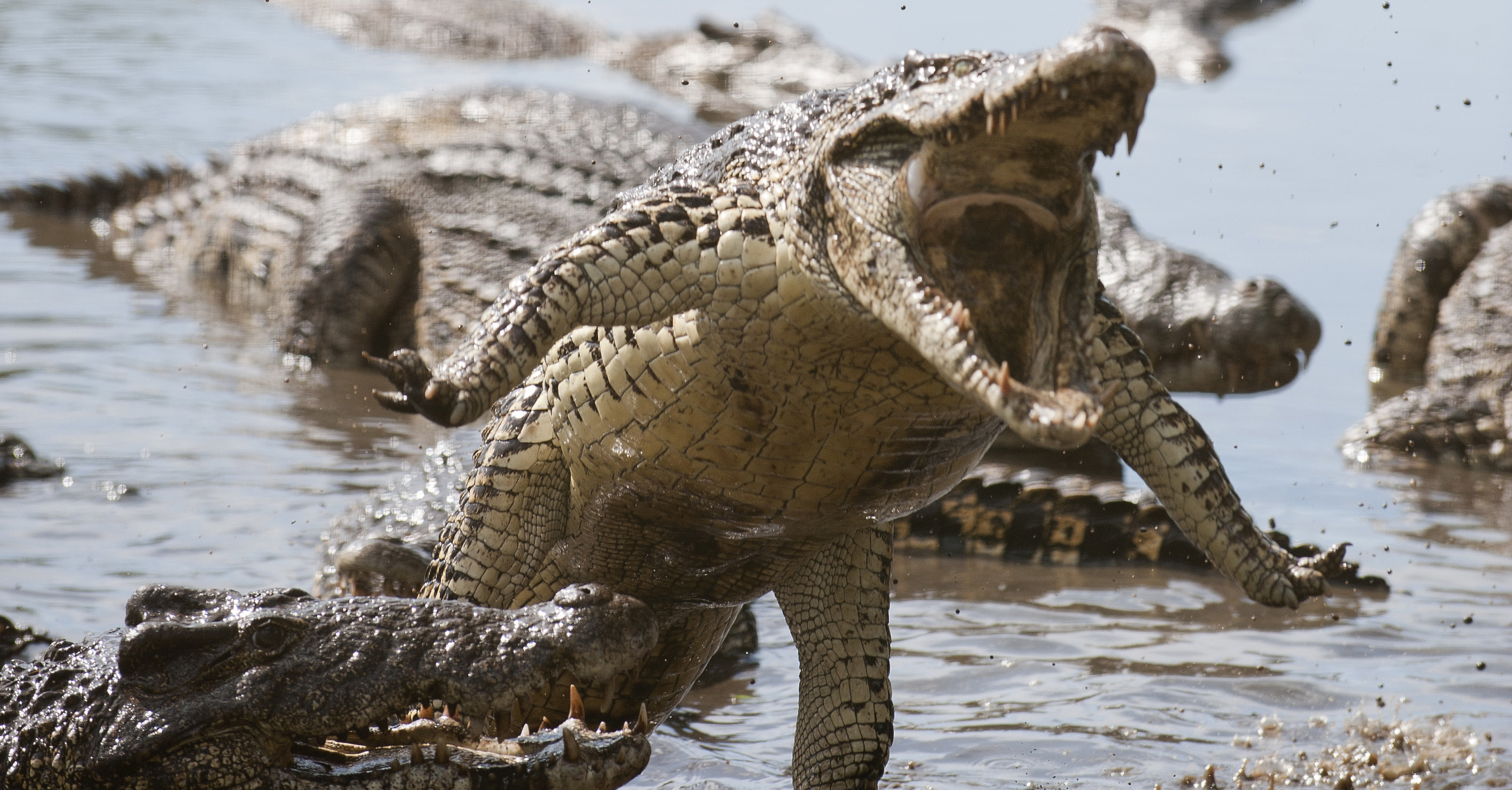 Крокодилы и лягушки какие животные. Нильский крокодил лапы. Нильский Аллигатор. Крокодил Аллигатор Кайман гавиал.