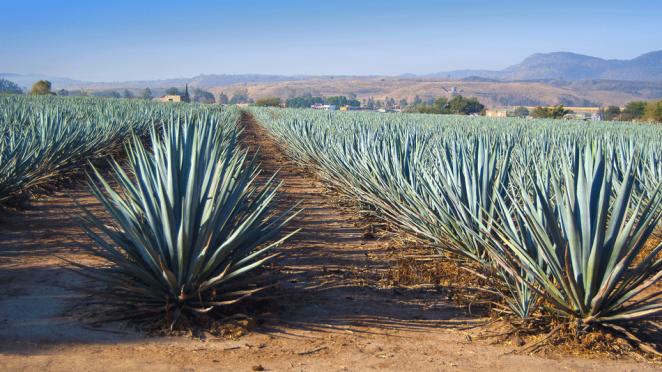 Bats Tequila Production