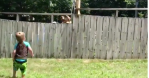 Dog and Boy Play Catch Through Fence
