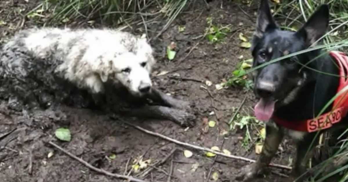 Dog Saves Puppy Washington Tino