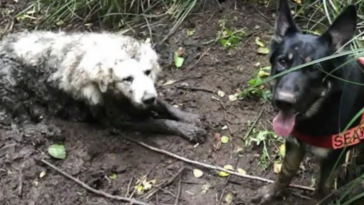 Dog Saves Puppy Washington Tino