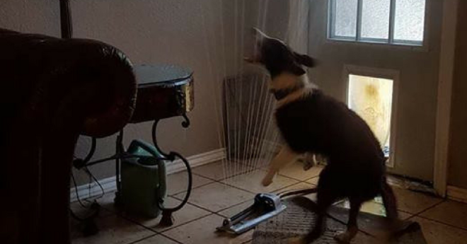 Dog Sprinkler Inside