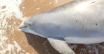 Dolphin Shot Killed Waveland MS