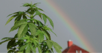 Marijuana Plant Powell Wyoming
