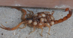 Scorpions Texas Heat