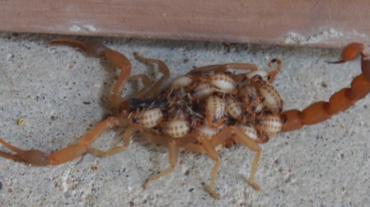 Scorpions Texas Heat