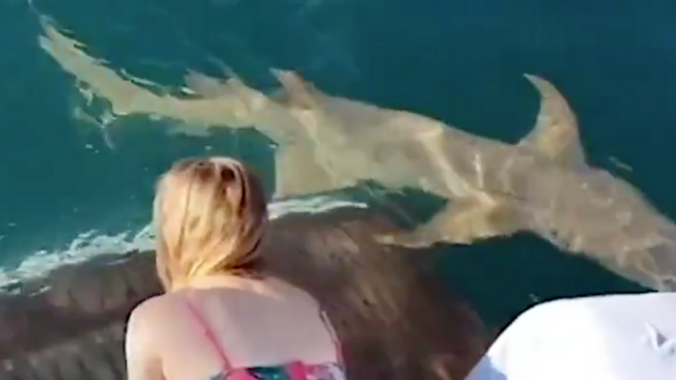 Shark Attack Australia