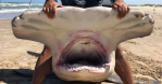 Texas Hammerhead Shark