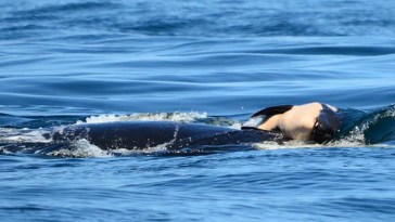 Grieving Orca Carries Dead Calf Off British Columbia