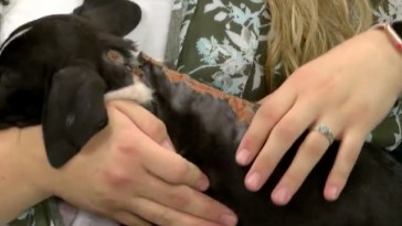 9-week-old-Puppy Rescued After Being Severely Sunburned