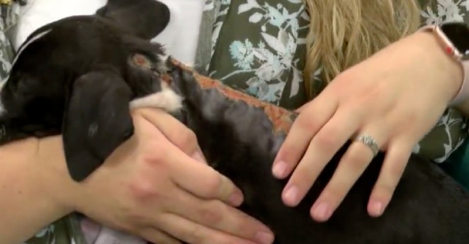 9-week-old-Puppy Rescued After Being Severely Sunburned