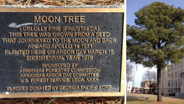 Moon Trees History Where