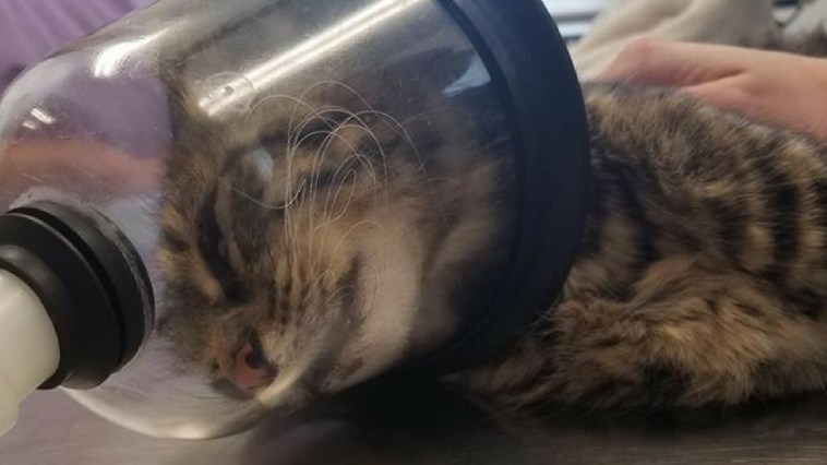 Ohio Cat Recovering After Horrific Firework Attack