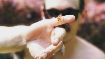 Why You Should Stay Away from the Alabama Red Wasp