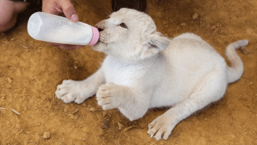 White Lion Cub Texas