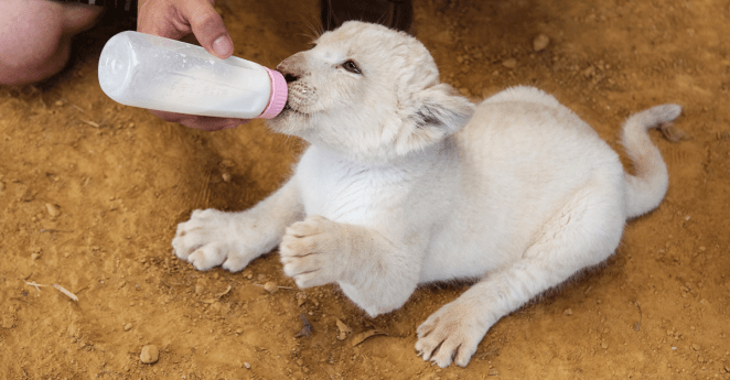 White Lion Cub Texas