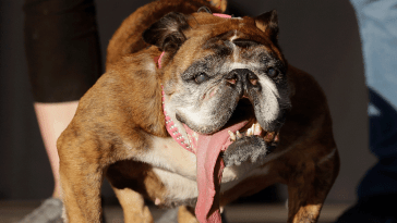 Worlds Ugliest Dog Dies