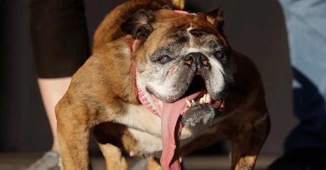 Worlds Ugliest Dog Dies