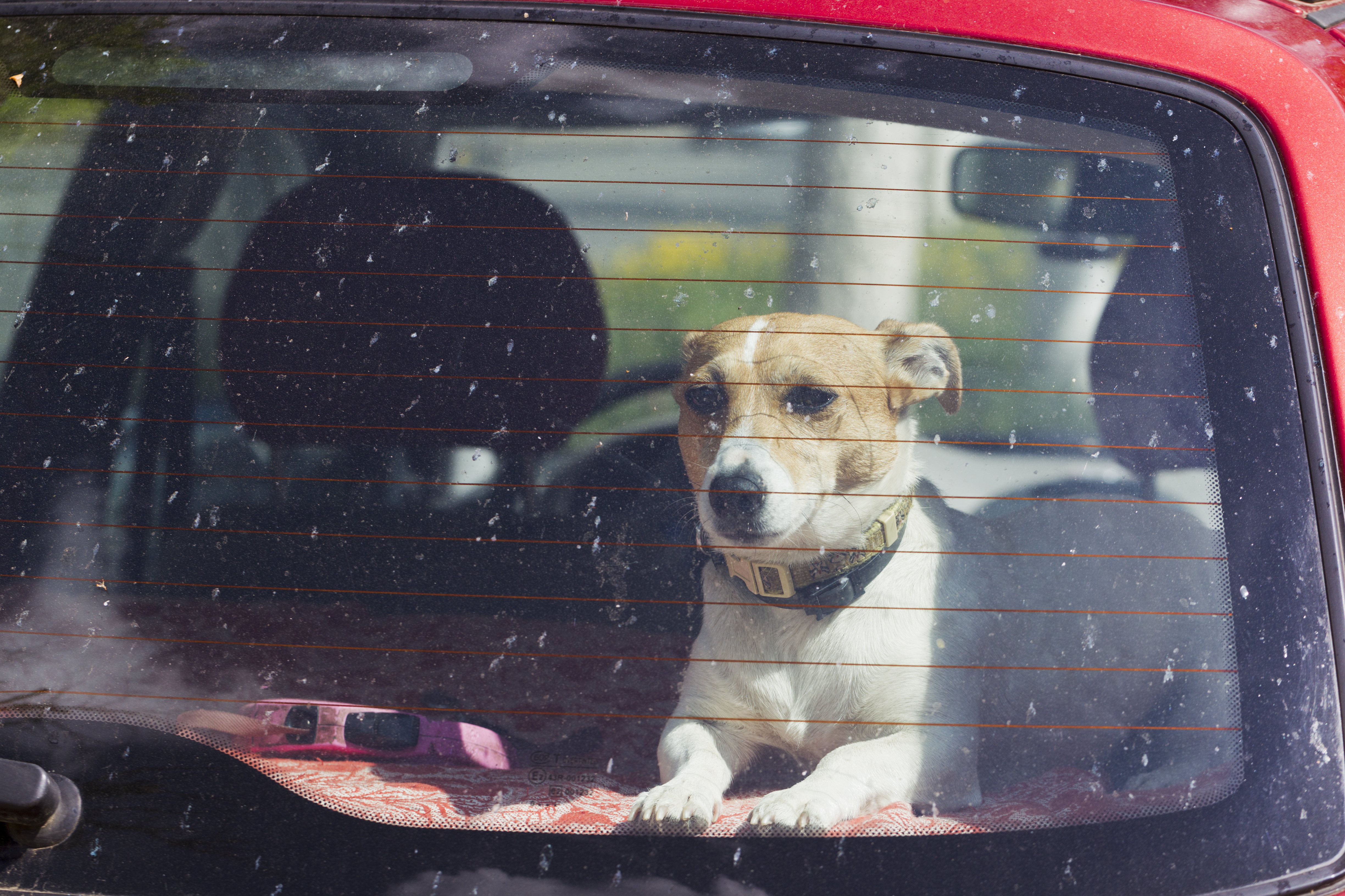 Pets In Hot Cars